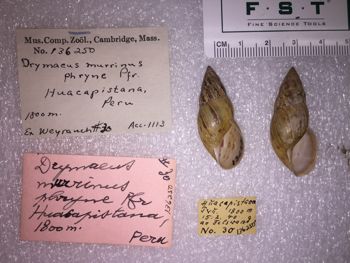 Media type: image; Malacology 136250 Description: 136250_Drymaeus_murrinus_phryme image;